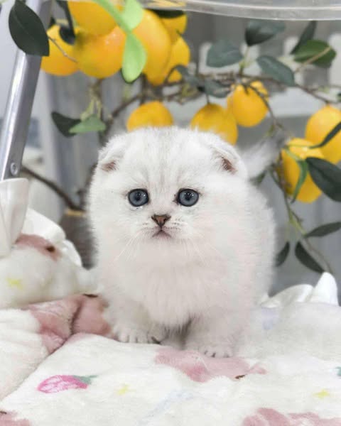 Munchkin Fold