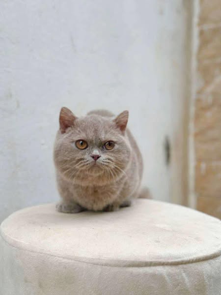 Munchkin