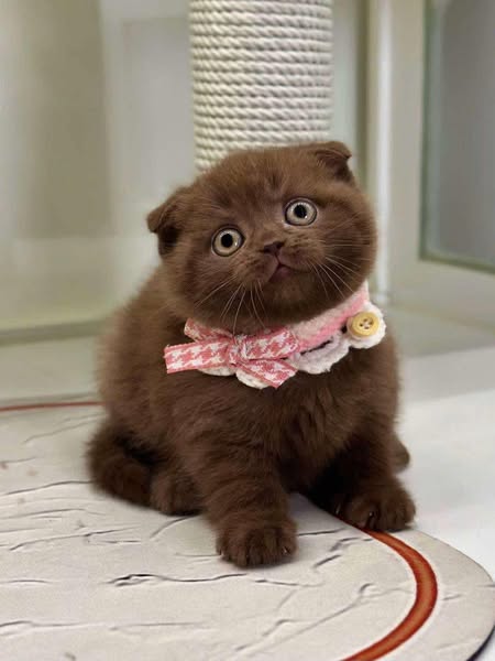 Scottish Fold