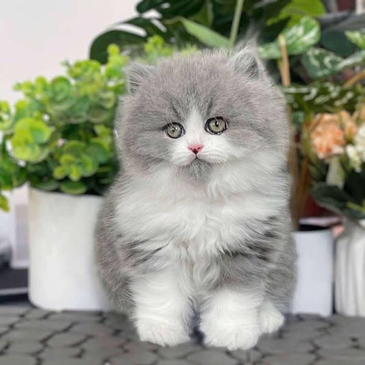 British Longhair