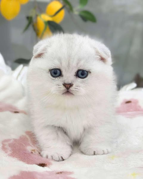 Munchkin Fold