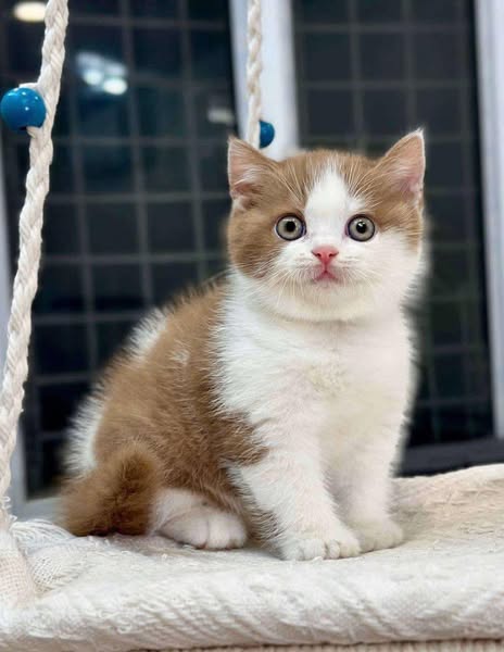 British Shorthair