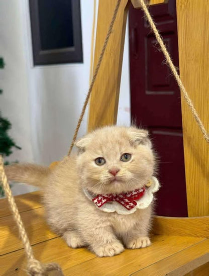 Munchkin Fold