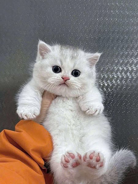 Munchkin
