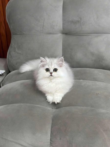 Munchkin Longhair