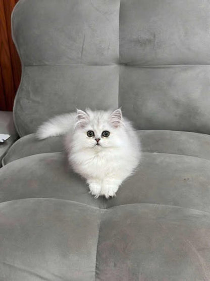 Munchkin Longhair