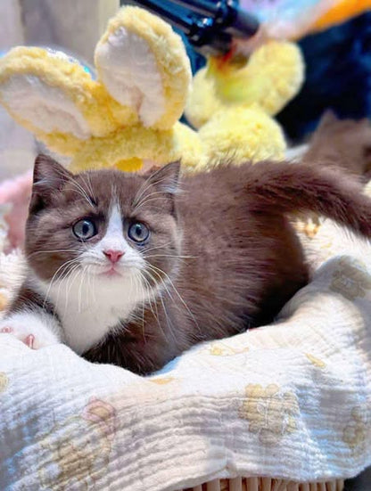 Munchkin