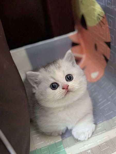 Munchkin