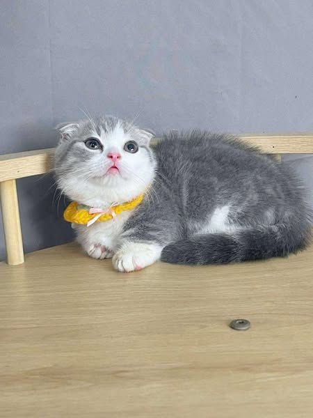 Munchkin Fold