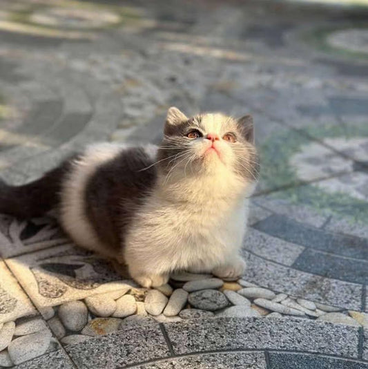 Munchkin