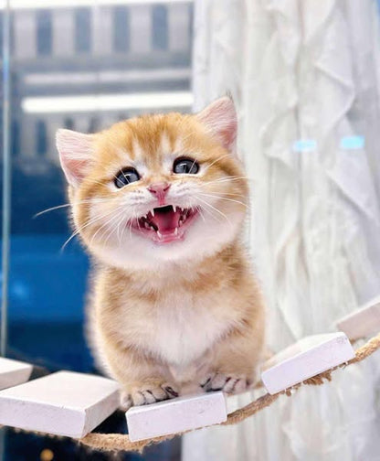 Munchkin