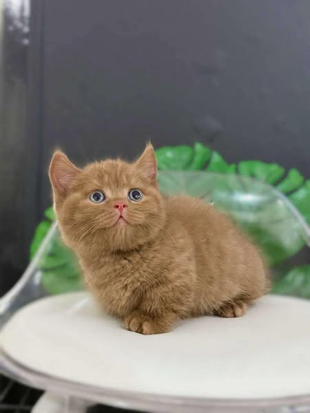Munchkin