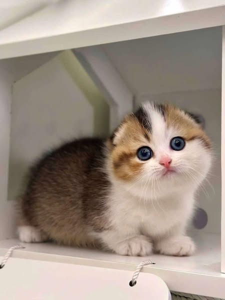 Munchkin Fold