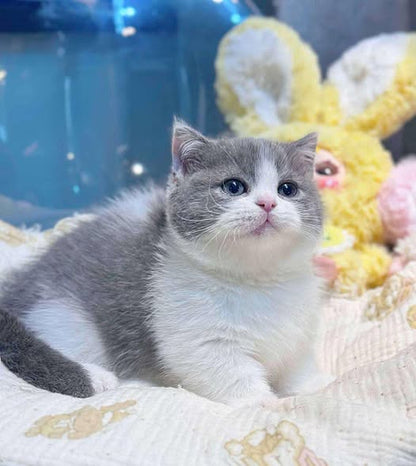 Munchkin