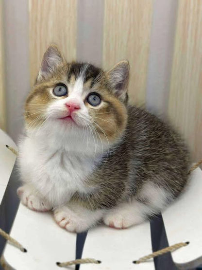 Munchkin