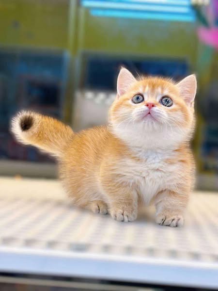 Munchkin