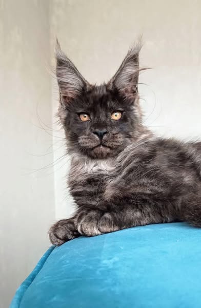 Maine Coon