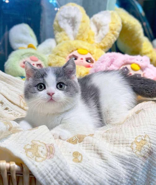 Munchkin