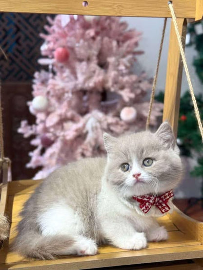 British Shorthair