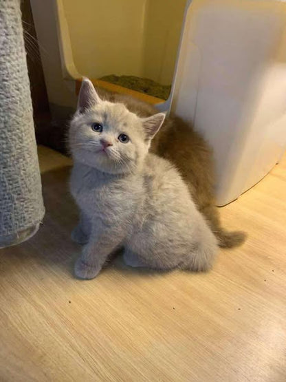 British Shorthair