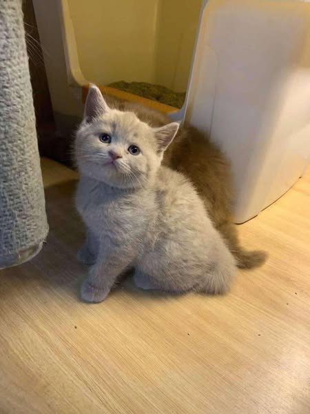 British Shorthair