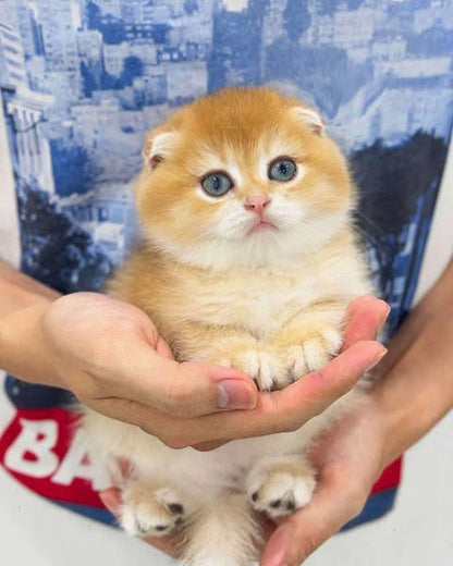 Scottish Fold