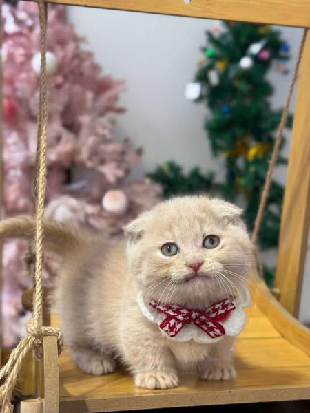 Munchkin Fold