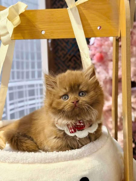 Munchkin Longhair