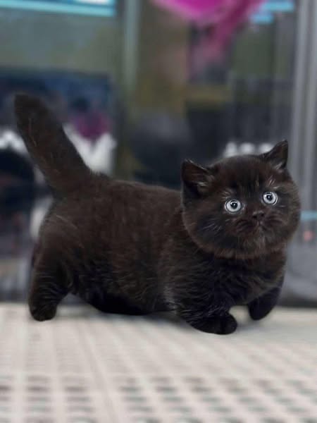 Munchkin