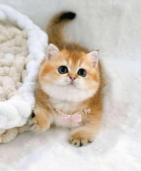 Munchkin