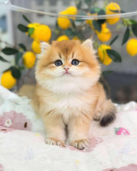 British Longhair