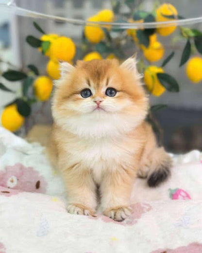 British Longhair