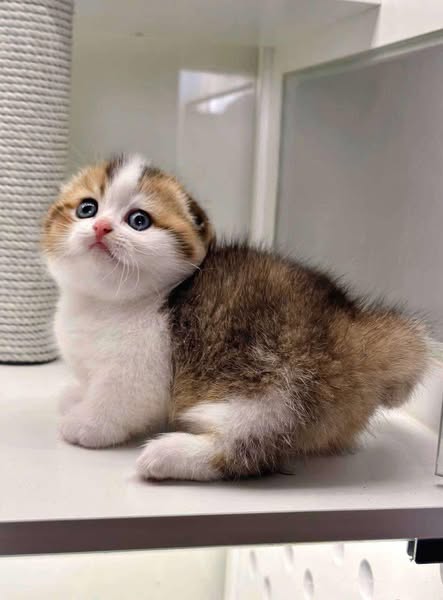 Munchkin Fold