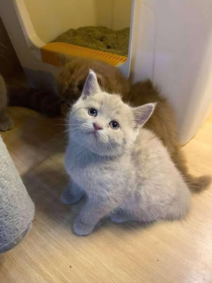 British Shorthair