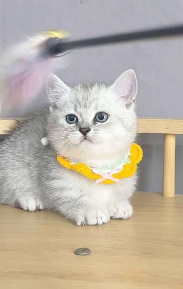 Munchkin