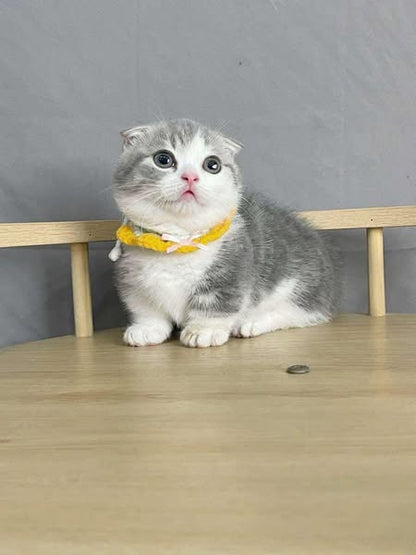 Munchkin Fold