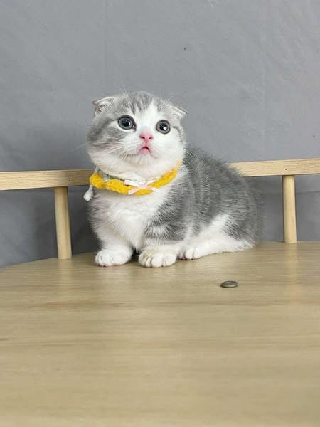 Munchkin Fold