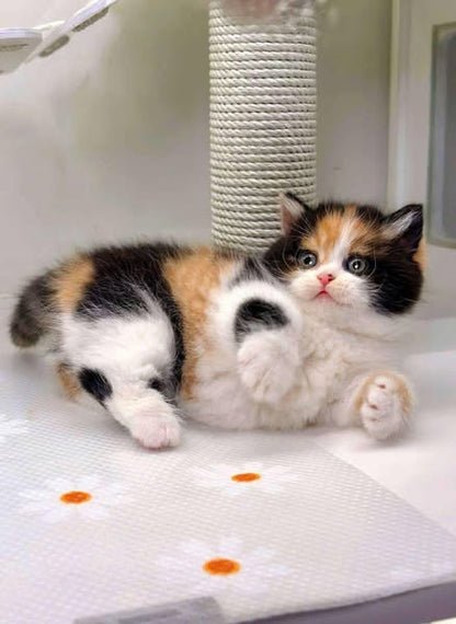 Munchkin