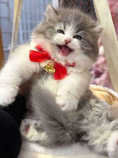 British Longhair