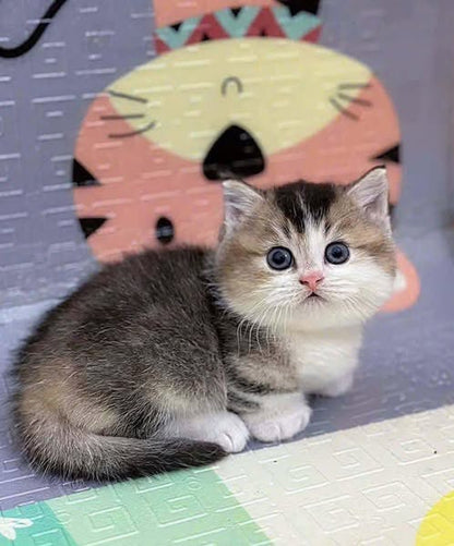 Munchkin