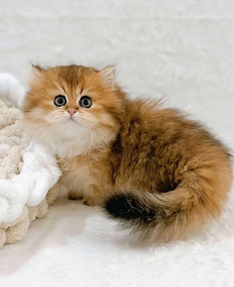 Munchkin Longhair