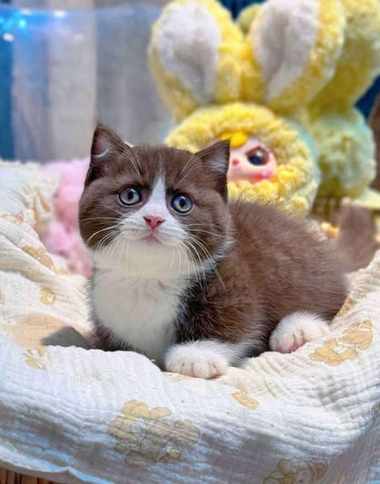 Munchkin