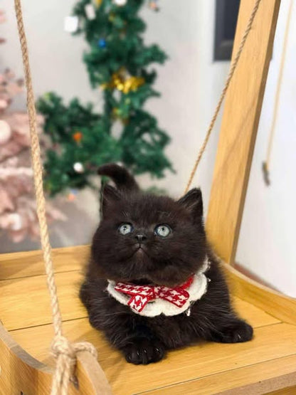 Munchkin