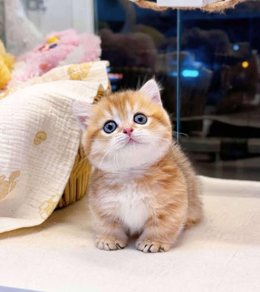 Munchkin