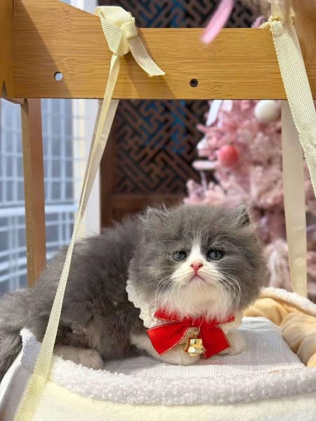 British Longhair