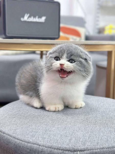 Munchkin Fold