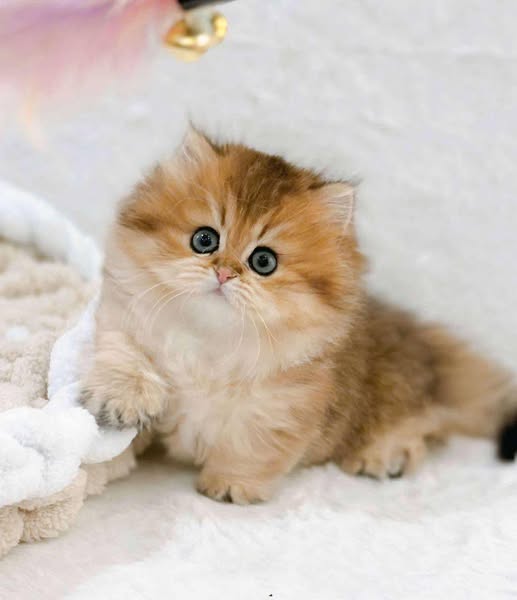 Munchkin Longhair