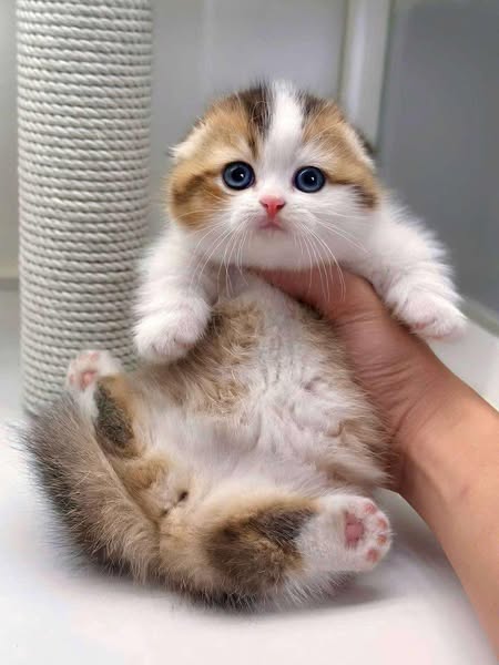 Munchkin Fold