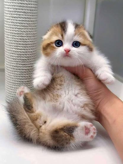 Munchkin Fold