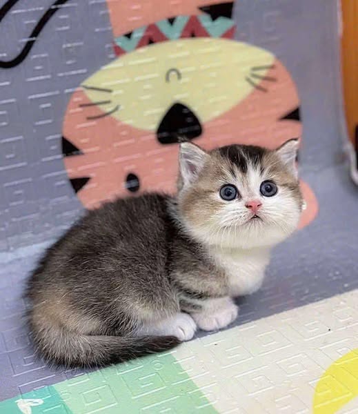 Munchkin